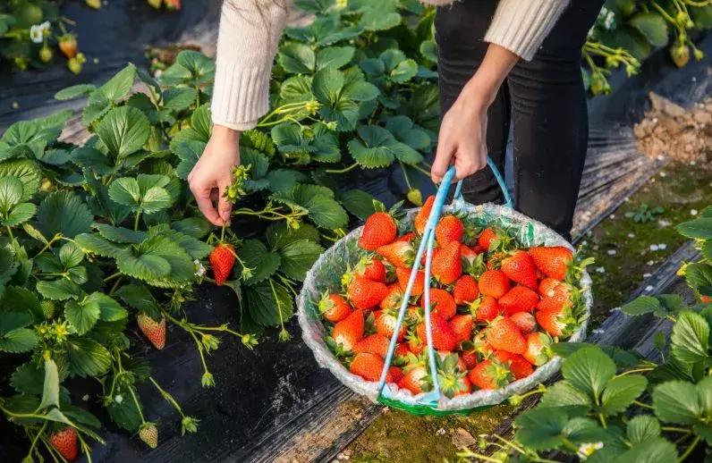 石家庄草莓采摘基地推荐,石家庄周边采摘园摘草莓