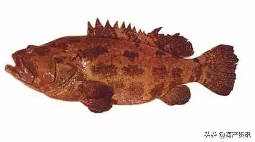 海洋科普世界上都有什么鱼,十种受欢迎的海鲜鱼类