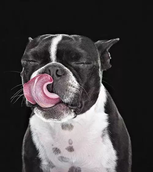 狗狗为什么总是舔鼻子呢,狗狗为什么总是舔鼻子