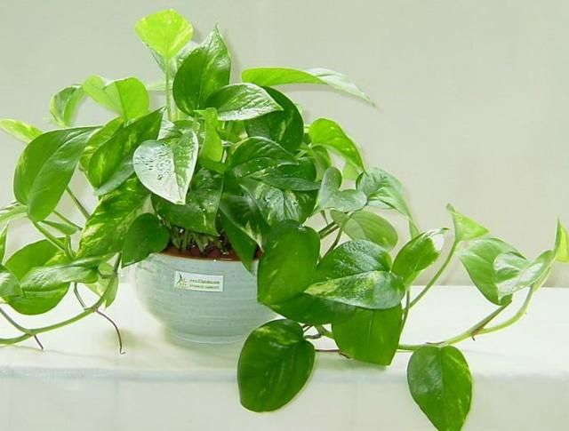 容易养活的除甲醛植物,家里最好的除甲醛的植物大型绿植