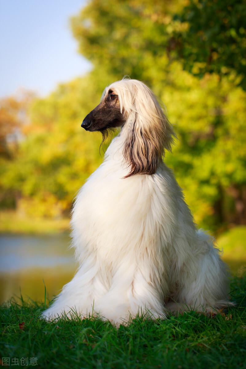 东方美犬,东方美狗狗