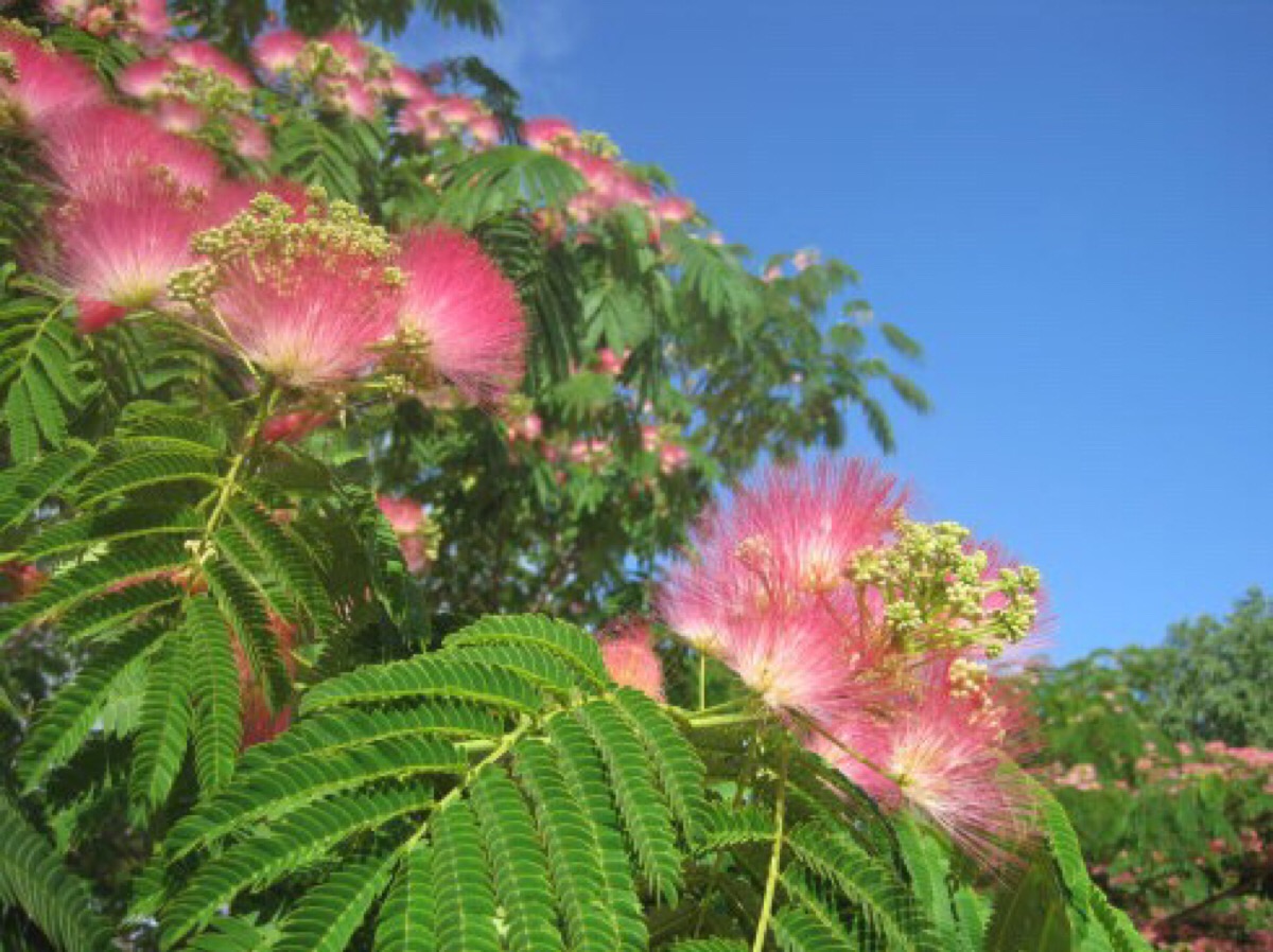 绿化带常见植物名称及图片,100种绿化带或路边常见的花草