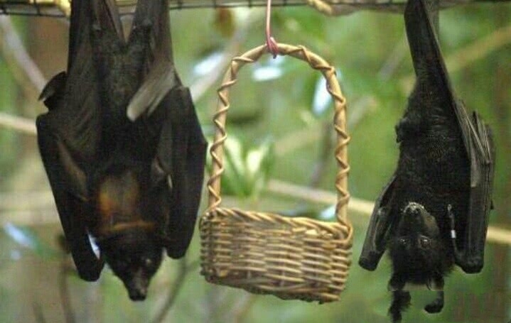 蝙蝠吃什么东西小视频,蝙蝠主要吃什么