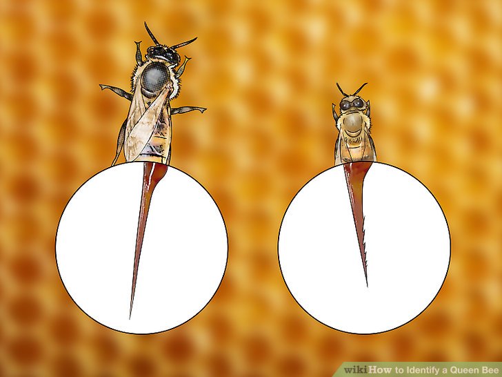 土养蜜蜂换王怎样方便找到蜂王,蜜蜂二十多只带一个蜂王怎么养殖