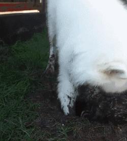 别再说笼养狗狗不好了,小恶魔萨摩耶