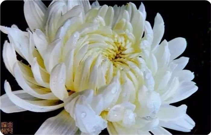 菊花100幅欣赏,菊花的十大绝美诗句