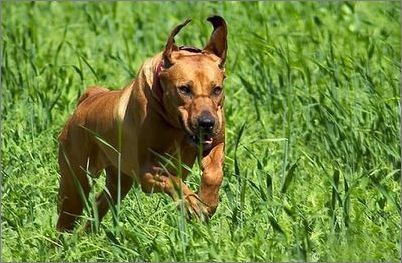 全世界100种名贵狗,世界上46多种名狗图文说明