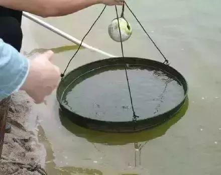 对对虾养殖的基本知识,对虾养殖新手该注意什么