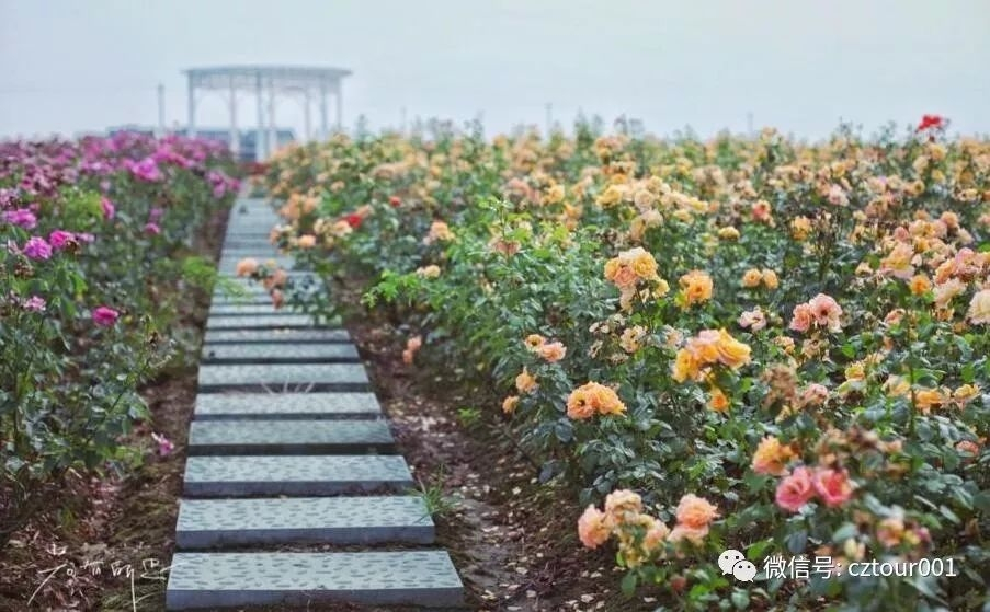 常州这10个被全省表彰的“网红村”、“创意园”，你去过吗？