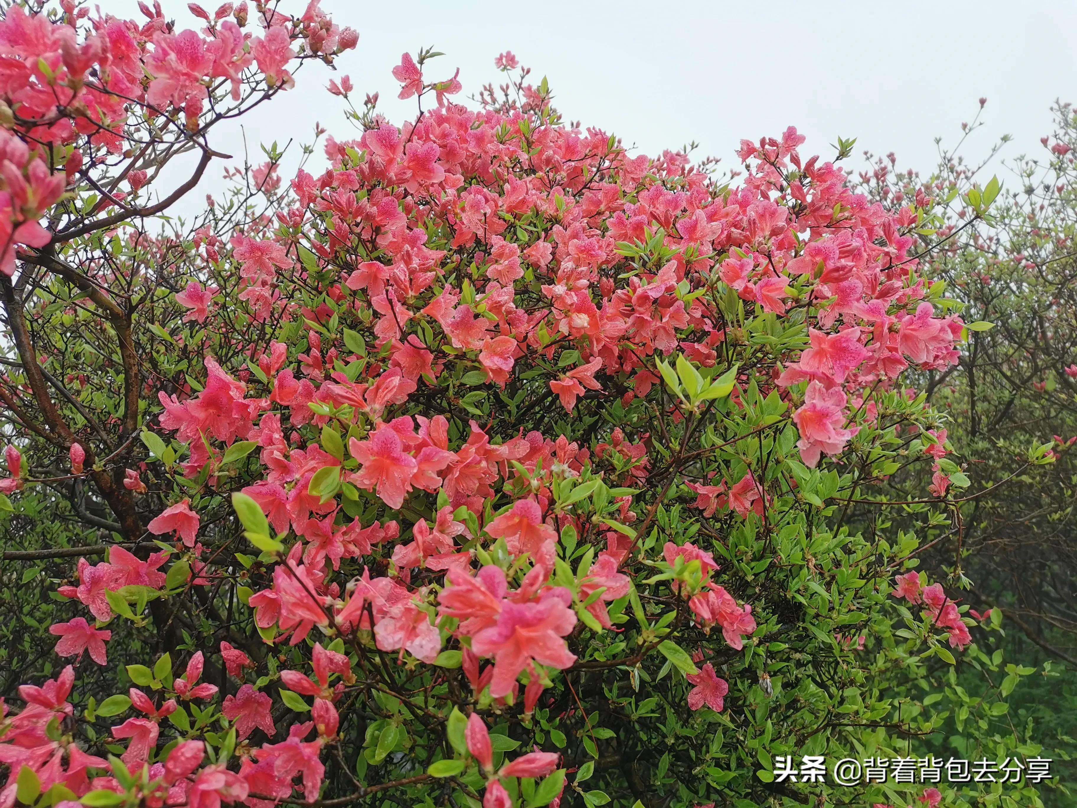 麻城龟峰山古杜鹃,面积最大的杜鹃花景区