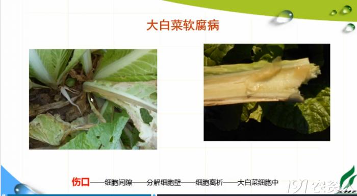 蔬菜细菌病图片大全,破解蔬菜病虫害之谜