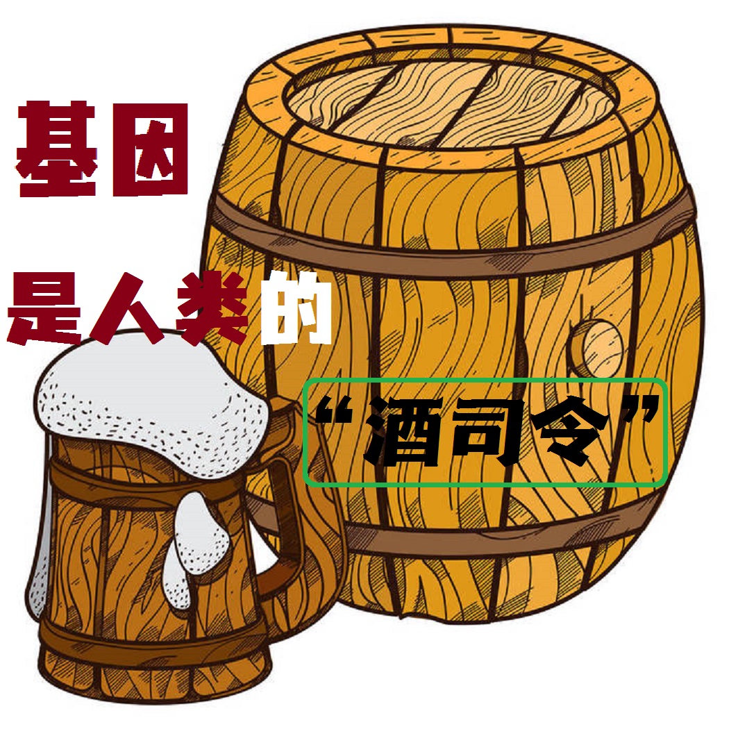 基因是人类的“酒司令”