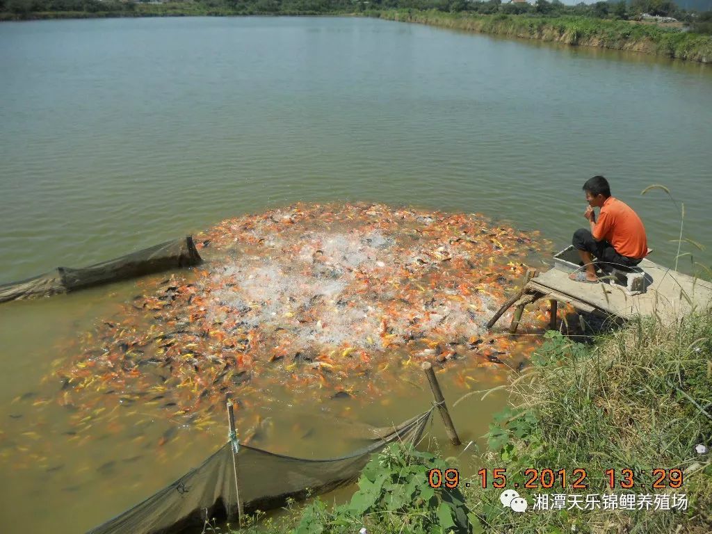 湖南最好的锦鲤养殖基地,湘潭锦鲤养殖