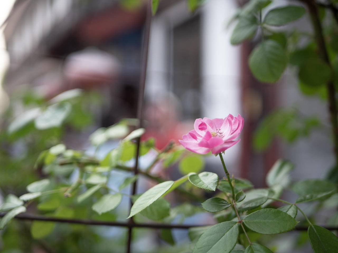 野路子摄影师小渔,松下gx9拍照效果怎么样