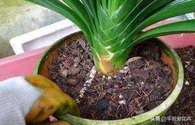 君子兰应该怎么养看完又学到一招,君子兰怎么养才能不乱七八糟