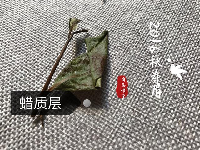 老白茶有两个办法可以提高茶香,怎样才能煮出老白茶的香气