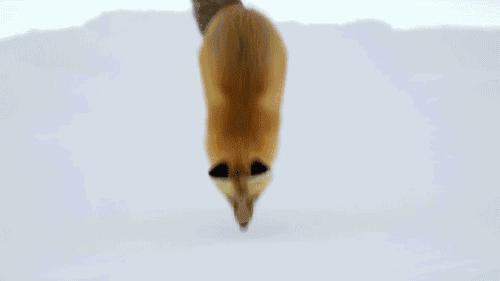 记录中国各种珍稀动物的纪录片,20分钟大自然动物世界纪录片