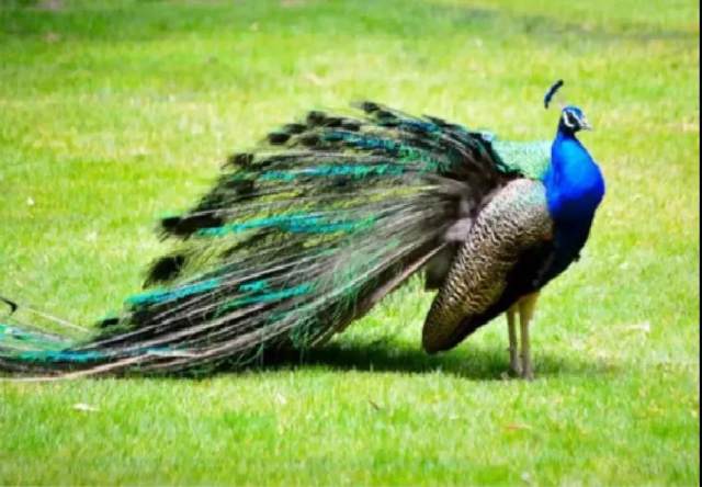 东莞巴西自助烤肉,东莞市区好吃的巴西烤肉