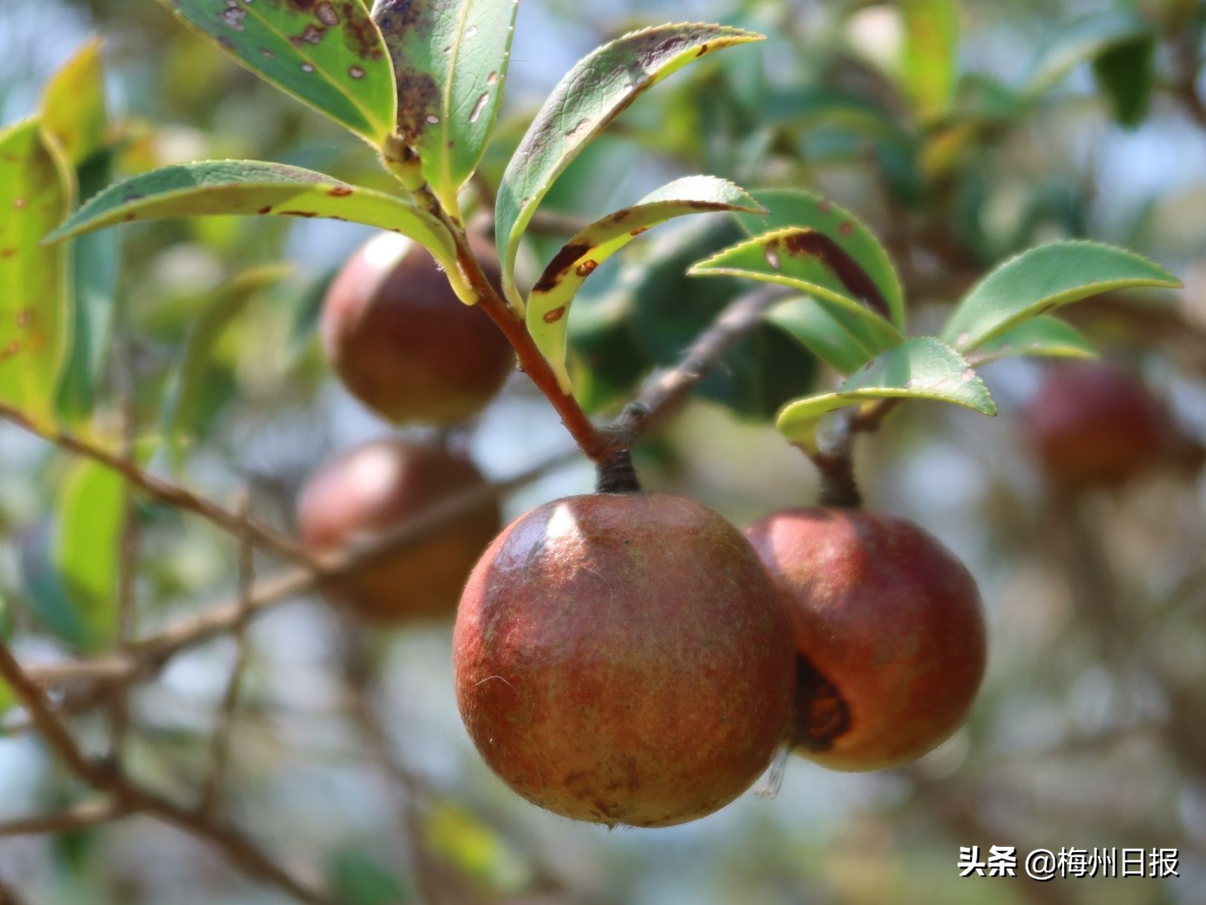 铆足干劲加油干凝心聚力攀新高,铆足劲头加油干奋楫扬帆启新局