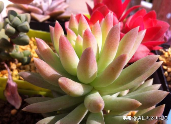 多肉千佛手用什么花盆好看,多肉千佛手好养吗