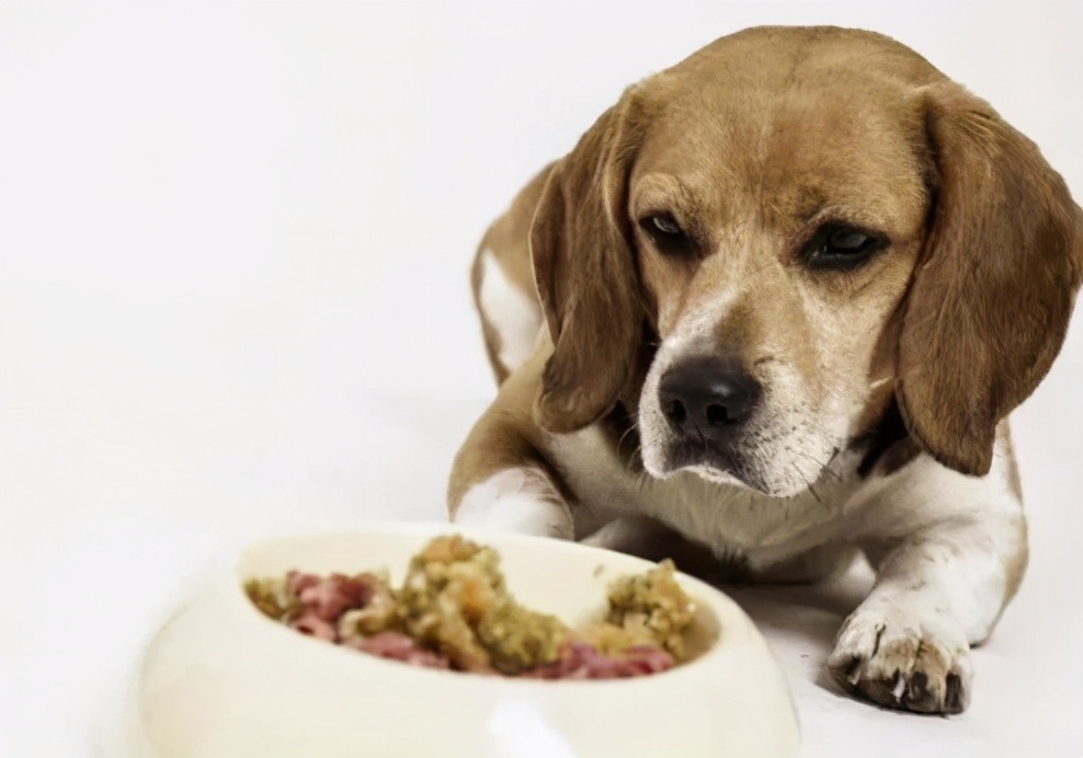 狗狗呕吐的原因及处理方法,狗狗呕吐的6种颜色