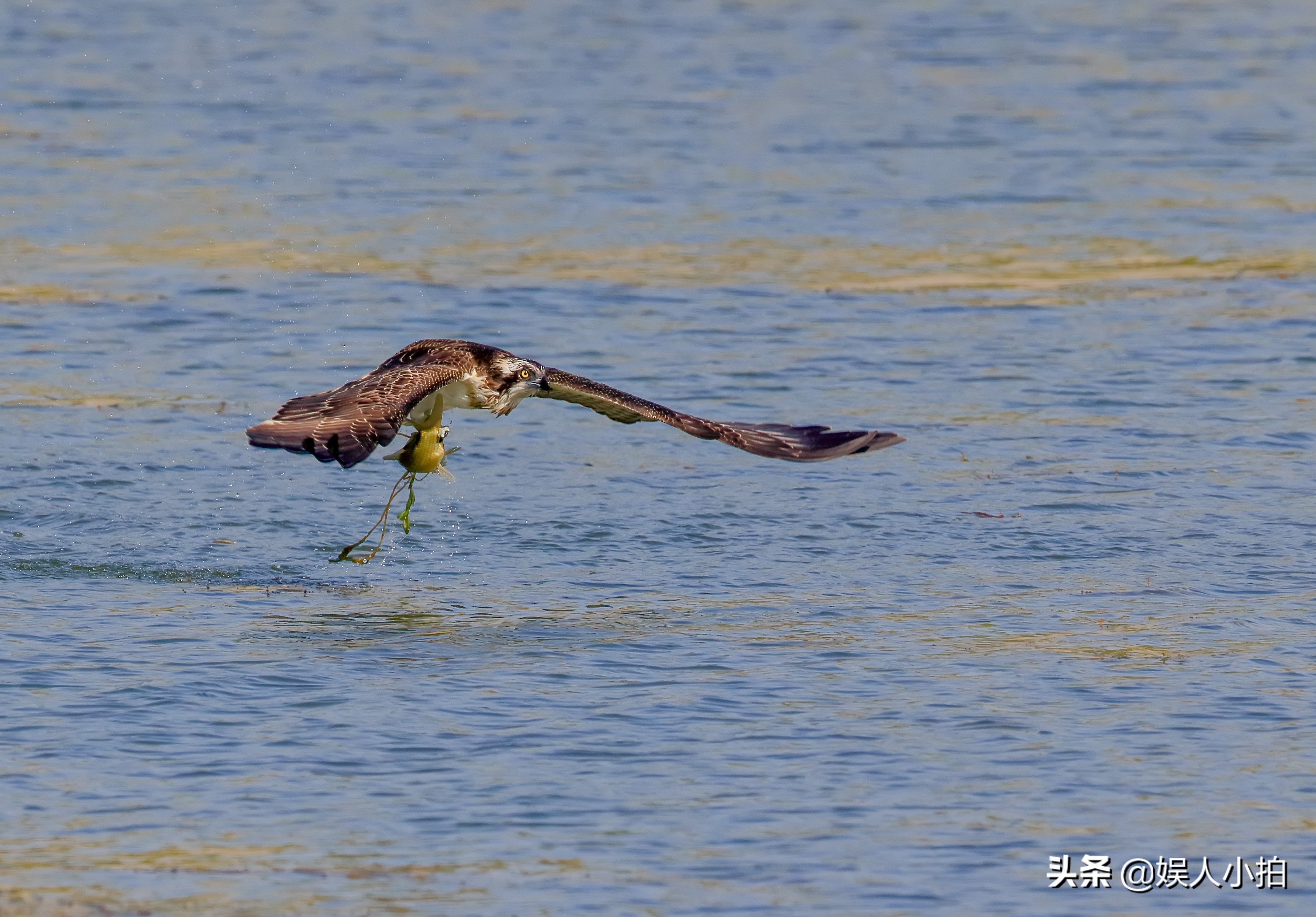 增倍镜是看什么时候用的,增倍镜怎么配置好