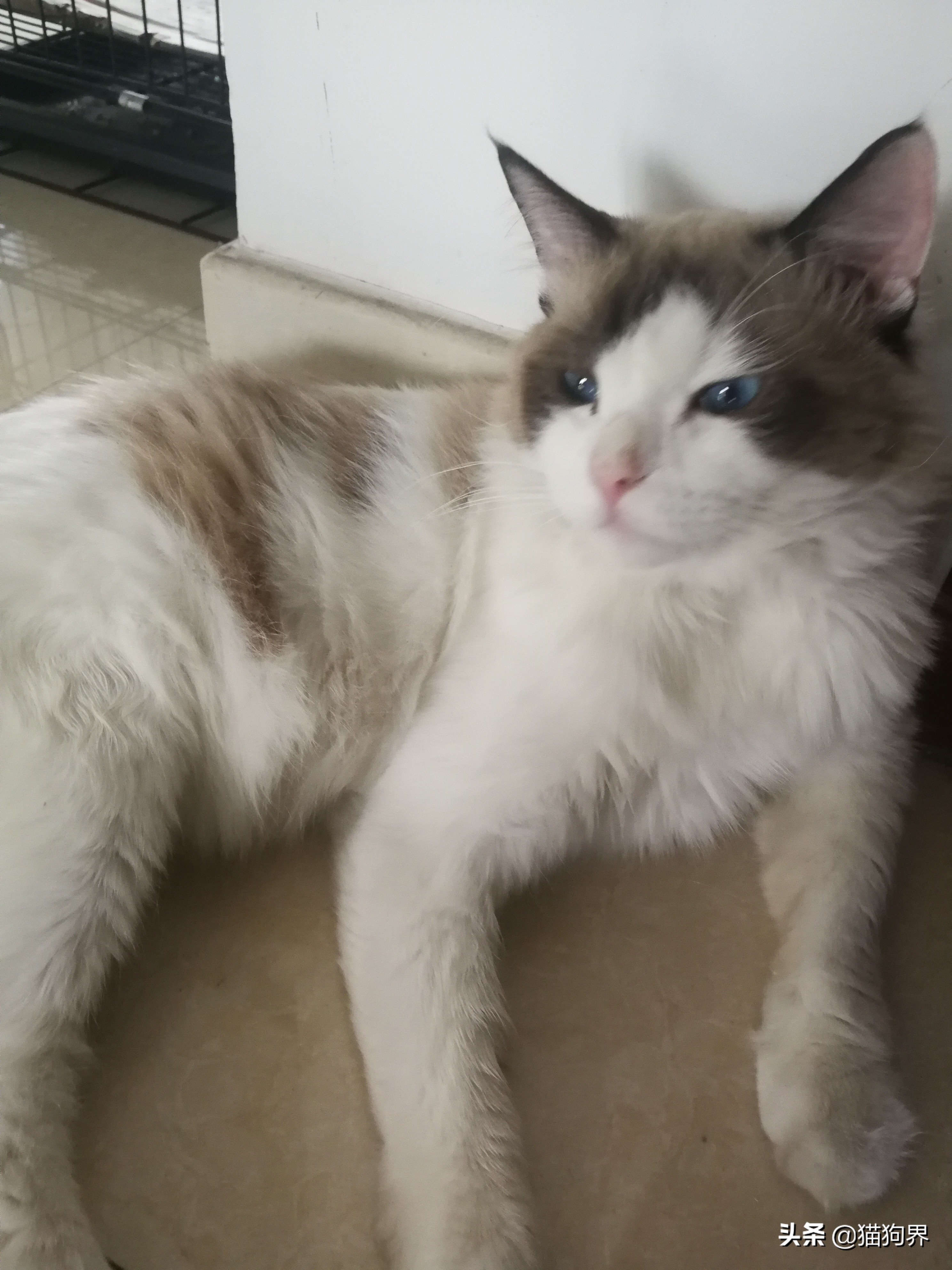 猫咪有几种症状说明它要去喵星了 (猫咪大明星如何护理)