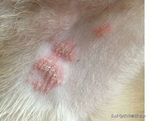 宠物猫狗皮肤病瘙痒寝食难安，主人难受着急，诊断准确才是关键！