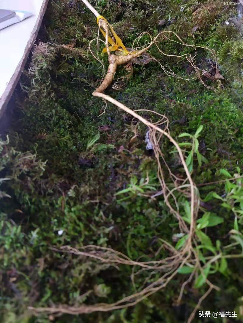 人参冷门常识,解读人参