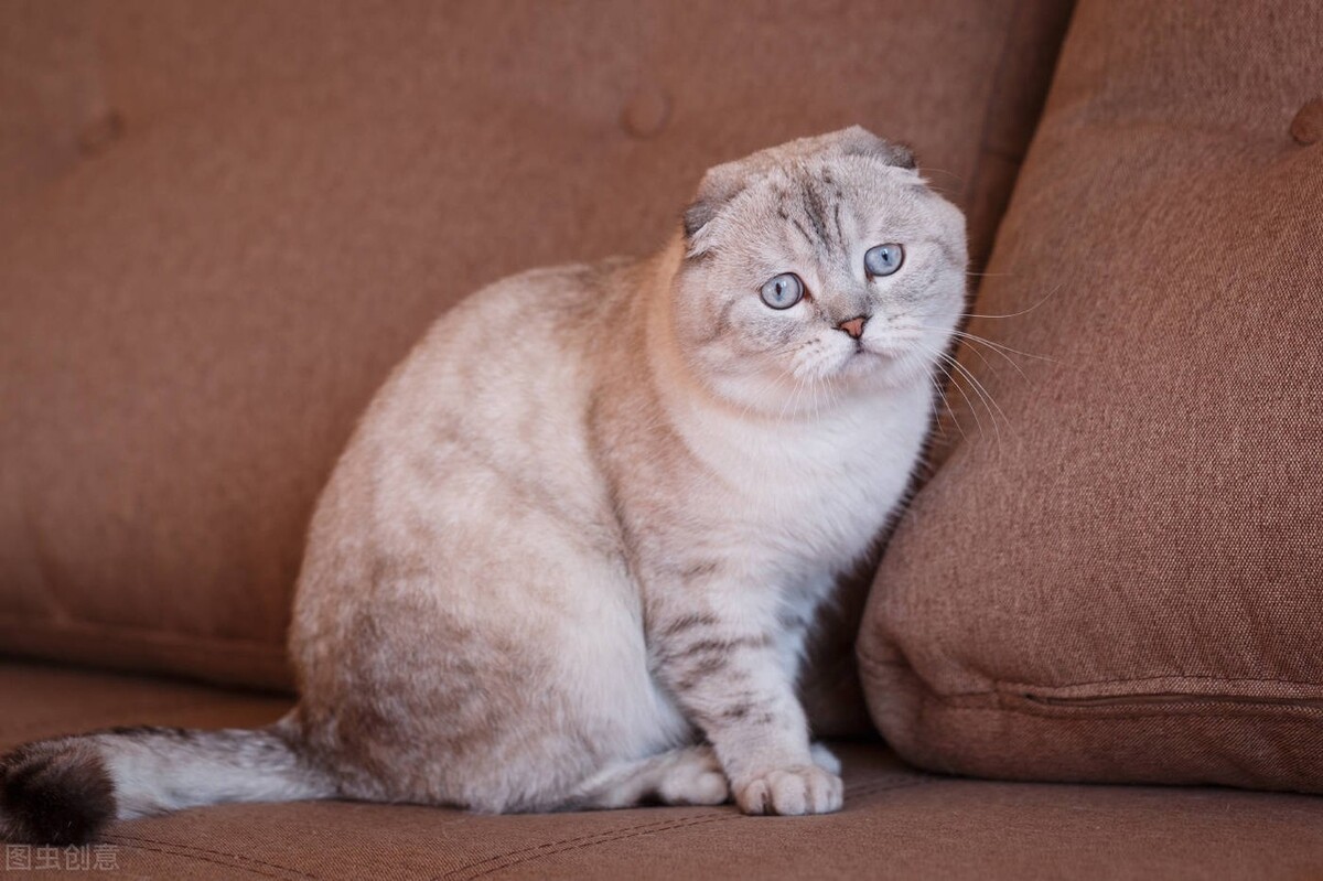 卫仕的猫粮能吃吗,卫仕宠物冻干猫粮