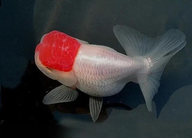 漂亮易养的金鱼有哪些名字,最好看的金鱼叫什么名字