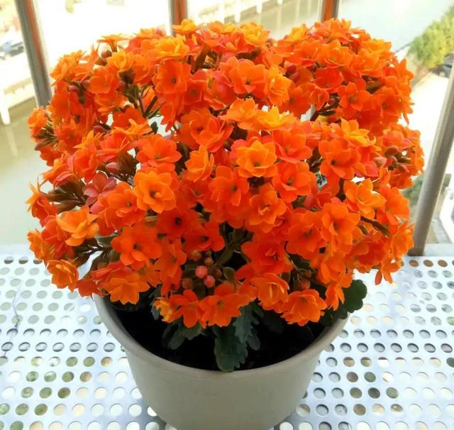 寓意财旺的花,十大吉祥花开图片