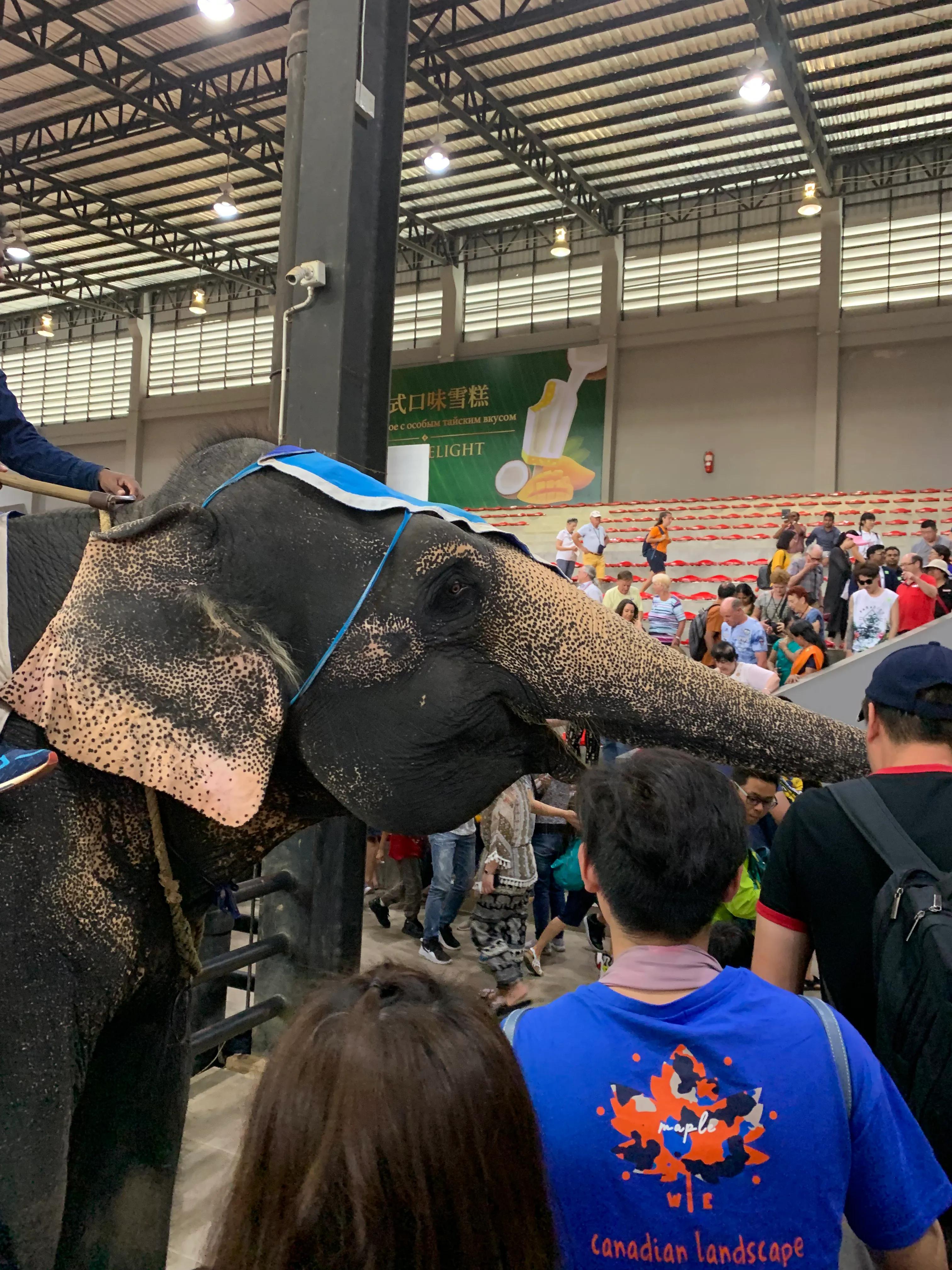 泰国芭提雅美沙岛游记,2019年泰国旅游数据