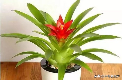 鸿运当头结了四个月的花苞不开花,鸿运当头的花怎么养不死