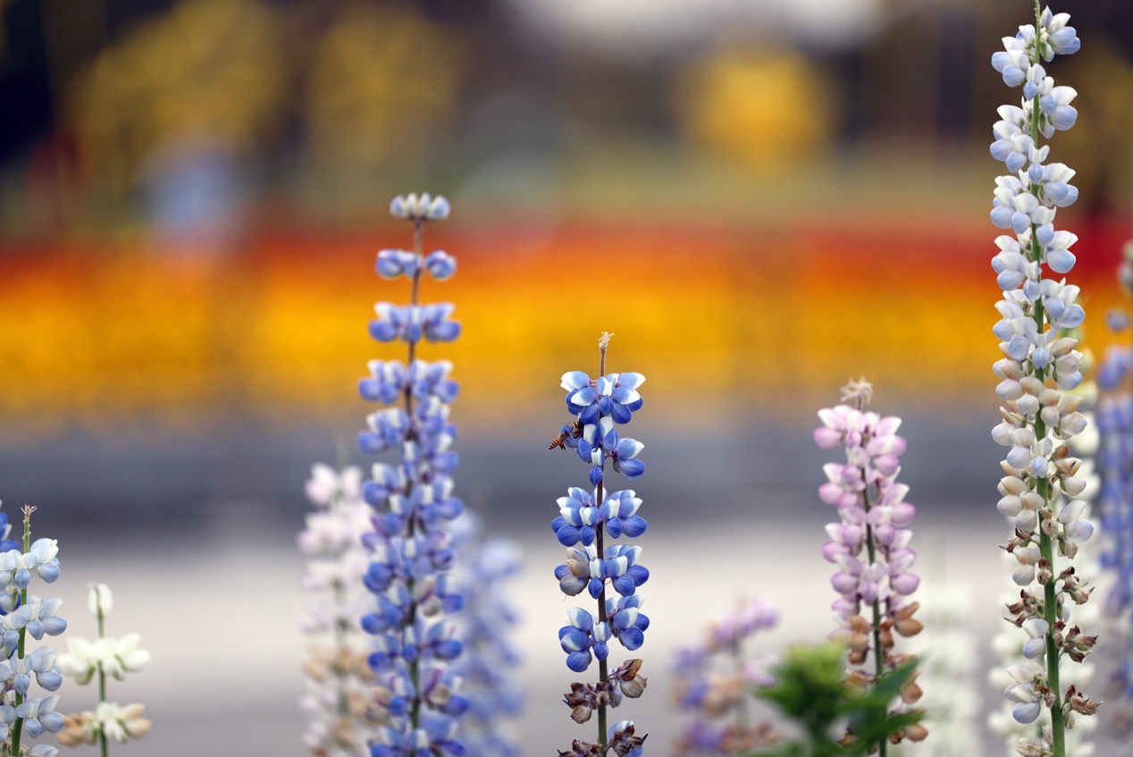 微单eosr6二代,微单尼康索尼对比