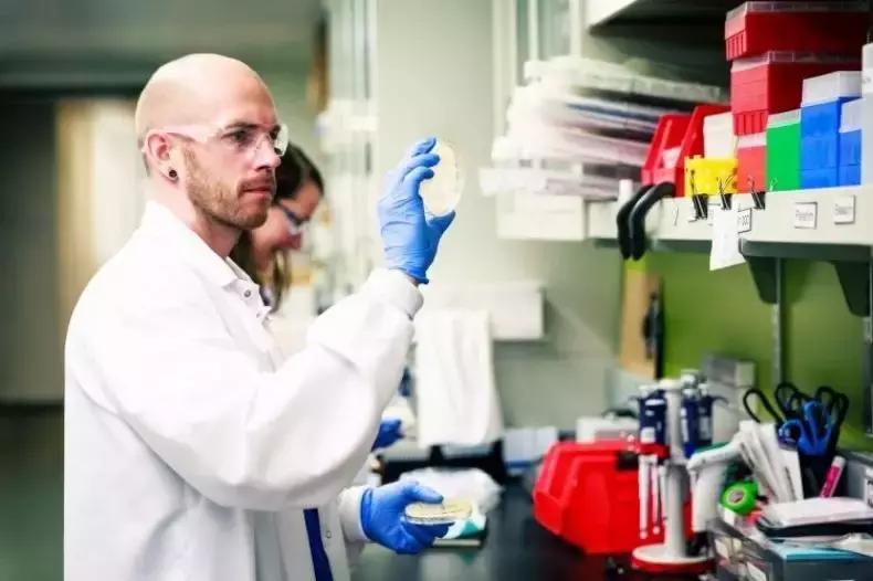 实验室种植*麻大**，美国顶尖合成生物学公司的新机遇？