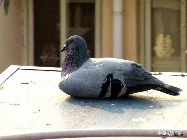 天落鸟最佳配对技巧,天落鸟是怎样招来的