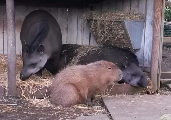 最大的鼠类动物,和猫一样大的长毛鼠小动物