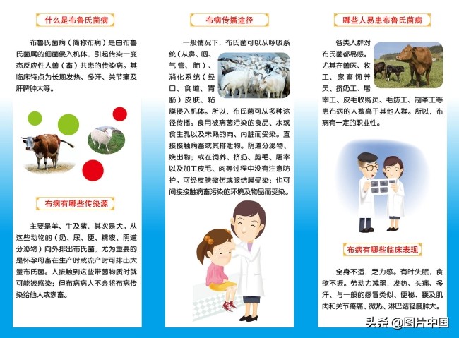 布鲁氏菌病会有什么并发症,布鲁氏菌病的症状表现