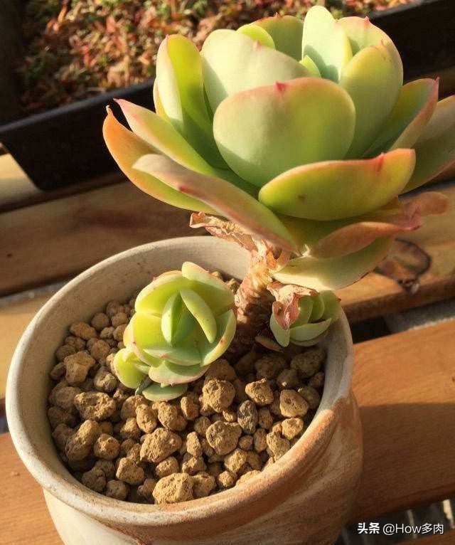 碧桃多肉老桩怎么养,碧桃多肉老桩怎么养护