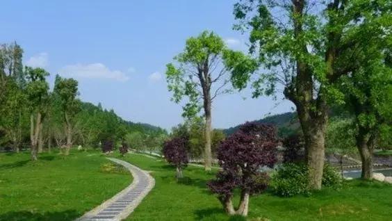 7条苗木种植秘诀，助你“独步苗林江湖”