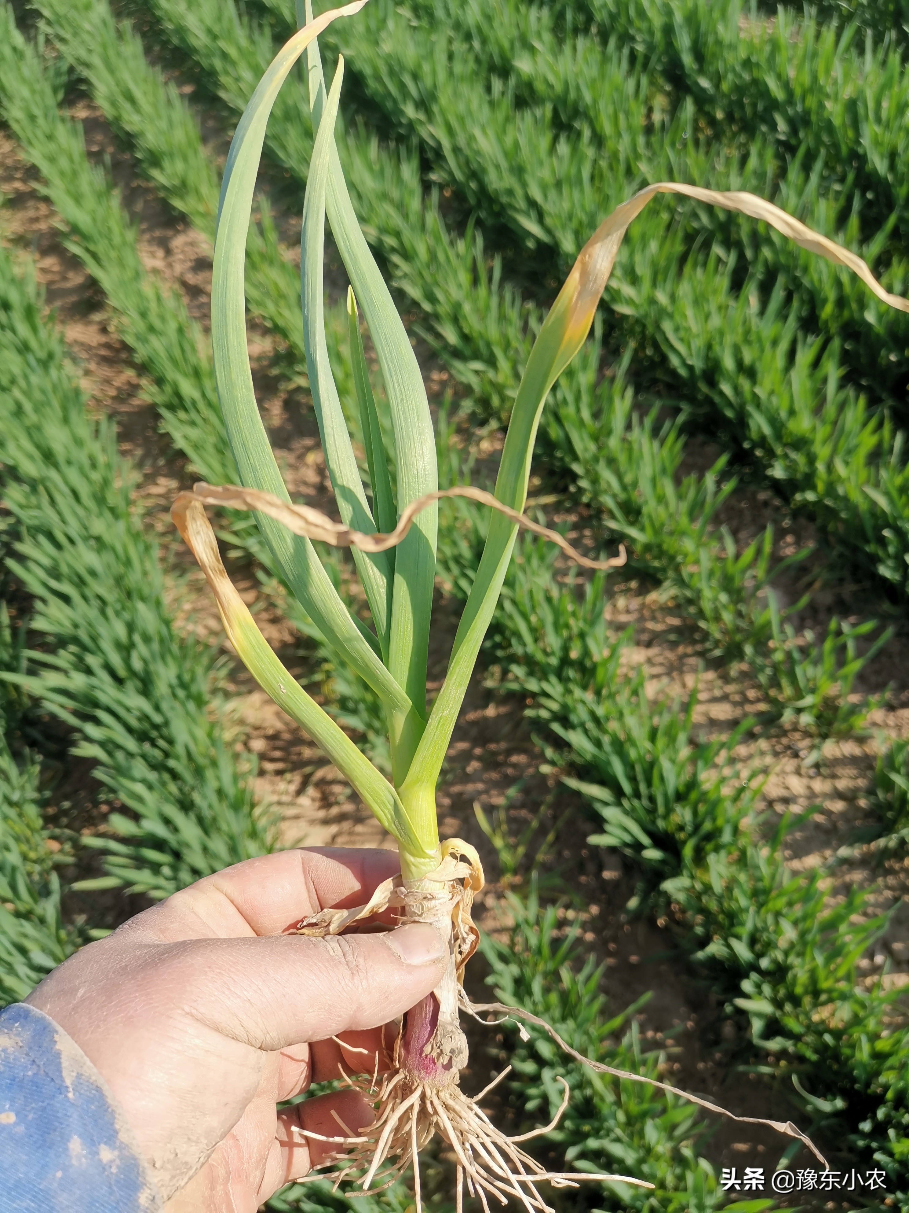 大蒜浇返青水用什么肥好,浇完水肥为什么叶子会黄