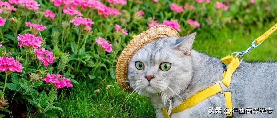 2020年最“吸金”行业：撸猫吸狗，成就千亿消费市场
