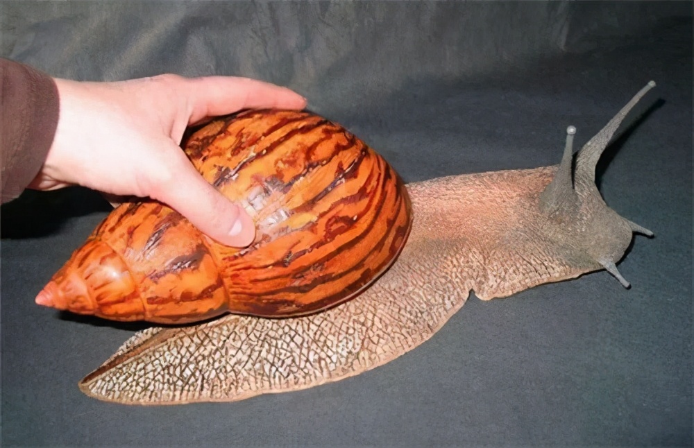 非洲蜗牛足有2斤重,入侵我国多年,云南河口被迫更换蔬菜品类