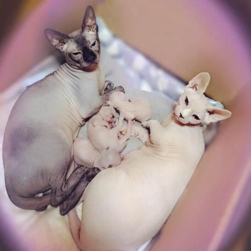 铲屎官做到这7点猫咪越养越干净,猫咪的健康是铲屎官最担心的事