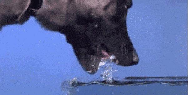 狗狗冷知识500条,狗狗柯基冷知识