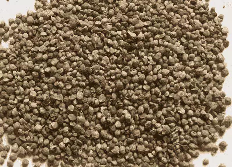 常见蔬菜种子催芽方法,蔬菜种子催芽小技巧