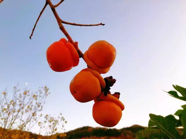 十里杏花谷里,藏着深秋的诗情画意