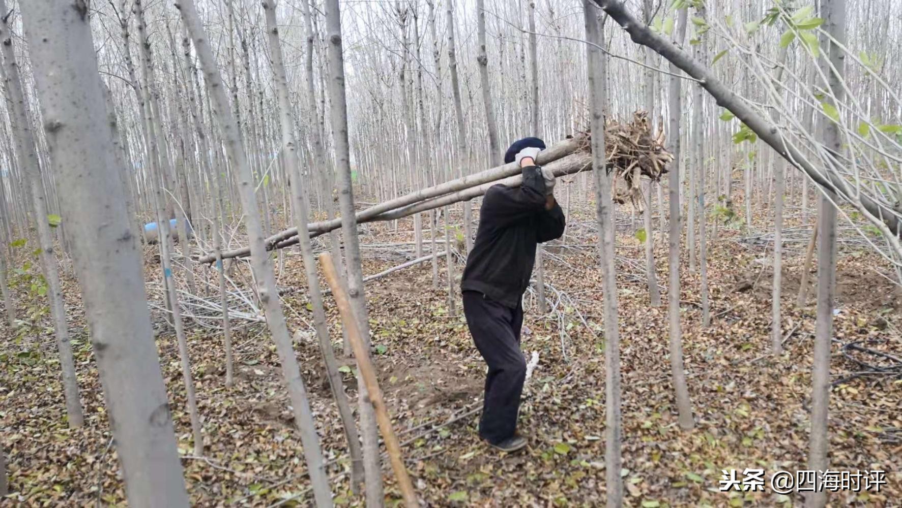 开封速生白蜡树苗多少钱一棵,速生白蜡树十公分什么价格