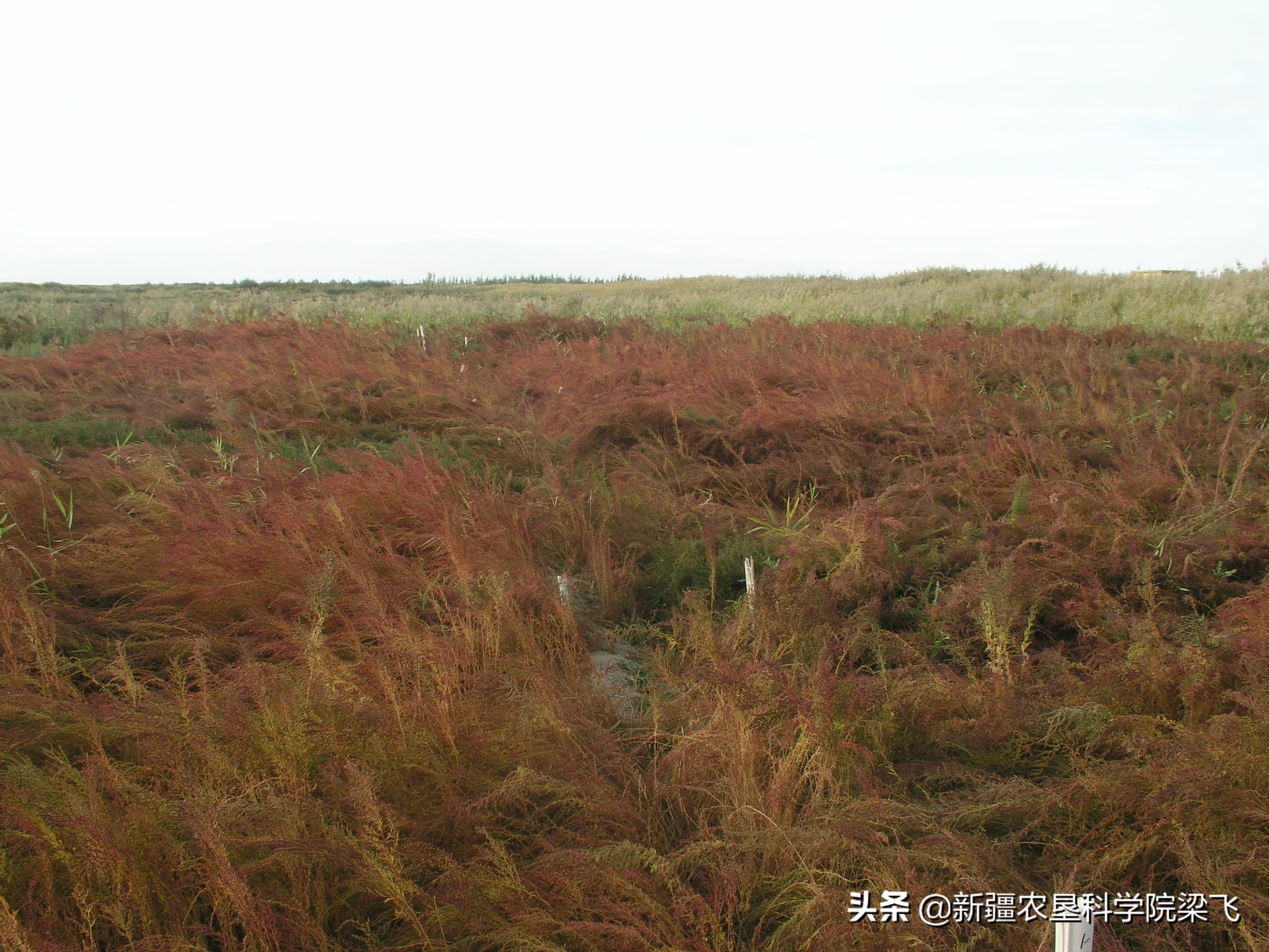 新疆盐碱地盐地怎么改良,新疆盐碱地适合生长什么蔬菜